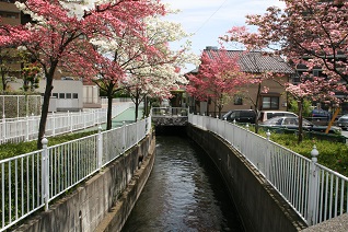 上並榎町長野堰用水路とハナミズキ