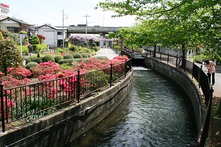 長野堰水路とつつじ